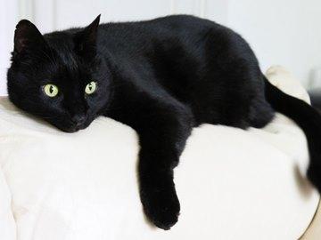 черный кот