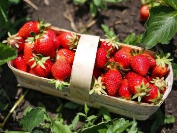 большая красная клубника