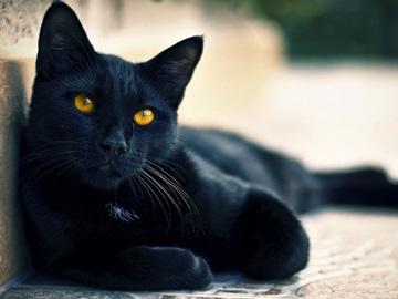кошка
