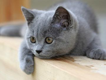 кошка