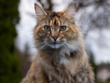 кошка
