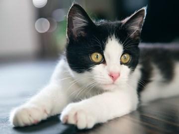 кот