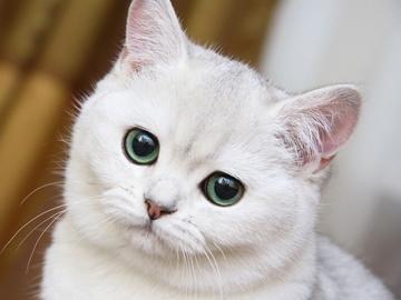 белый кот