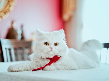 белый кот