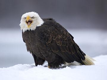 орел