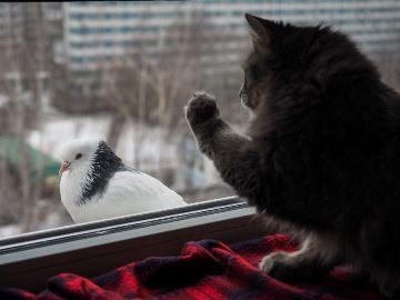 птица
